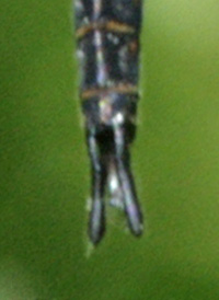 Slender Baskettail